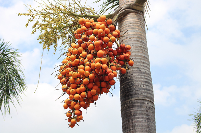 Areca Nut image
